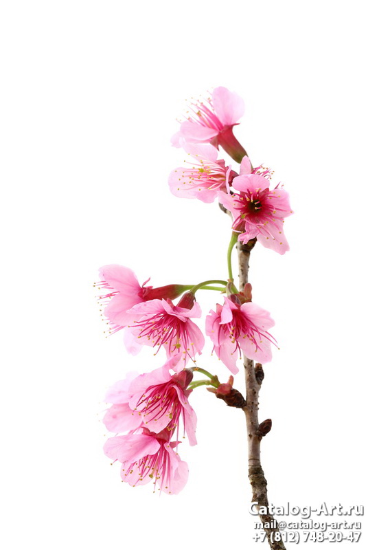 Blossom tree 50